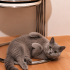 Ücretsiz sahiplenme British kedi fotoğraf