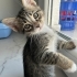 KUCAKÇI BEBEĞİMİZE ACİL YUVA ARANIYOR fotoğraf