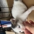 3 bacaklı iki kardeş bebek fotoğraf
