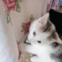PAMUK OĞLUMA YUVA OLUR MUSUNUZ? fotoğraf