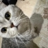 Dobby ömürlük yuvasını arıyor fotoğraf