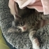 6 haftalık yavru tekir kedi fotoğraf
