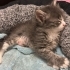 6 haftalık yavru tekir kedi fotoğraf