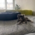 6 haftalık yavru tekir kedi fotoğraf