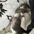 6 haftalık yavru tekir kedi fotoğraf