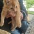 BRİTİSH SORTHAİR MELEZİ..!! fotoğraf