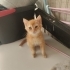 BRİTİSH SORTHAİR MELEZİ..!! fotoğraf