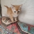 BRİTİSH SORTHAİR MELEZİ..!! fotoğraf