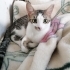 ÇİTLEMBİK İÇİN GÜVENLİ BİR YUVA ARIYORUM. fotoğraf