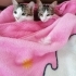 ÇİTLEMBİK İÇİN GÜVENLİ BİR YUVA ARIYORUM. fotoğraf