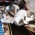 ÇİTLEMBİK İÇİN GÜVENLİ BİR YUVA ARIYORUM. fotoğraf