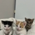 Minik yavruya ömürlük yuva fotoğraf