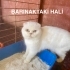 SAHİPLENEN AİLE TÜY DÖKÜYOR DİYE BARINAĞA BIRAKTI, GEÇİCİ YUVADA DA ZAMANI DOLDU fotoğraf