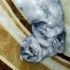 Sakin uysal bir kedi fotoğraf
