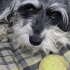 MİNYATÜR  SCHNAUZER..!! fotoğraf