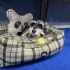 MİNYATÜR  SCHNAUZER..!! fotoğraf