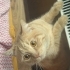 BRİTİSH MELEZ KEDİ fotoğraf