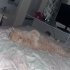 BRİTİSH MELEZ KEDİ fotoğraf