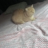 BRİTİSH MELEZ KEDİ fotoğraf