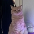 BRİTİSH MELEZ KEDİ fotoğraf