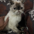 Exotic Shorthair Acil Yuva Aranıyor fotoğraf