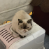 Exotic Shorthair Acil Yuva Aranıyor fotoğraf