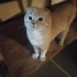 Scotish fold Erkek 2 yaşında fotoğraf