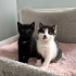 Oreo ve Nero Yuva Arıyor fotoğraf