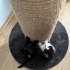 Oreo ve Nero Yuva Arıyor fotoğraf