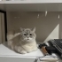 Ev ve aile ortamına uyumlu sessiz sakin bir kedi fotoğraf
