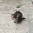3 bacağıyla sokakta yapamaz çok oyuncu fotoğraf