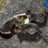 Anneleri ölmüş  1,5 aylık 3 aşk kedi yuva arıyor fotoğraf
