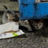 Anneleri ölmüş  1,5 aylık 3 aşk kedi yuva arıyor fotoğraf