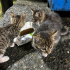 Anneleri ölmüş  1,5 aylık 3 aşk kedi yuva arıyor fotoğraf