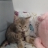 Scotish kırma kedi fotoğraf