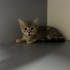 Scotish kırma kedi fotoğraf