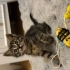 2 aylık erkek tekir kedi fotoğraf