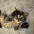 2 aylık erkek tekir kedi fotoğraf