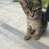 Kargaların saldırısından kurtarılan annesiz bebek yuva arıyor fotoğraf