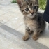 Kargaların saldırısından kurtarılan annesiz bebek yuva arıyor fotoğraf