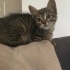 Kargaların saldırısından kurtarılan annesiz bebek yuva arıyor fotoğraf