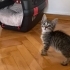Kargaların saldırısından kurtarılan annesiz bebek yuva arıyor fotoğraf