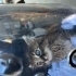 yavru uzun tuylu kedi fotoğraf