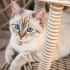 Ücretsiz sahiplenme British kedi acil yuva fotoğraf
