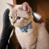 Ücretsiz sahiplenme British kedi acil yuva fotoğraf