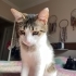 Peri artık mutlu olsun fotoğraf