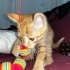 YAVRU KEDİ LİMON, GİTAR BİLE ÇALIYOR!! fotoğraf