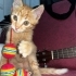 YAVRU KEDİ LİMON, GİTAR BİLE ÇALIYOR!! fotoğraf