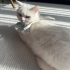 SÜTLAÇ EV KEDİSİ fotoğraf
