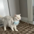 SÜTLAÇ EV KEDİSİ fotoğraf
